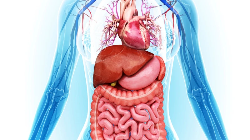 Thừa protein kéo dài có thể khiến các cơ quan nội tạng phải hoạt động nhiều hơn mỗi ngày