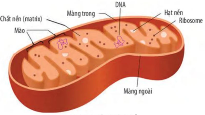 Ti thể gồm màng ngoài, màng trong và chất nền, phối hợp tạo năng lượng cho tế bào