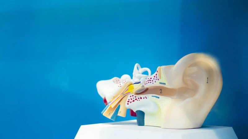 Tiền đình là một cảm biến cân bằng tự nhiên, thuộc hệ thần kinh