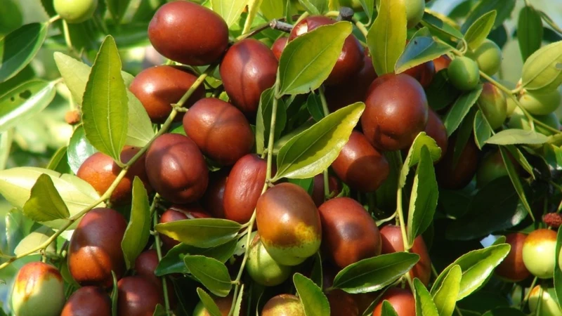 Người bệnh nên ưu tiên sử dụng táo tươi với số lượng vừa phải để tận dụng dưỡng chất mà vẫn đảm bảo an toàn cho chỉ số đường huyết