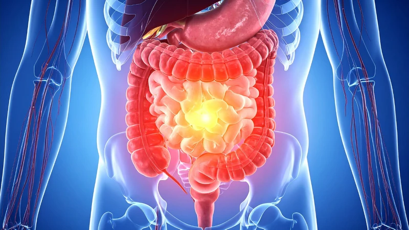 Một bữa ăn thường mất từ 2 - 6 giờ để hoàn thành giai đoạn tiêu hóa ở ruột non