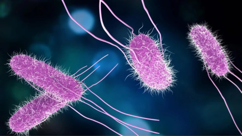 Tìm hiểu vi khuẩn Proteus là gì? Phương pháp điều trị bệnh lý do Proteus gây ra 1