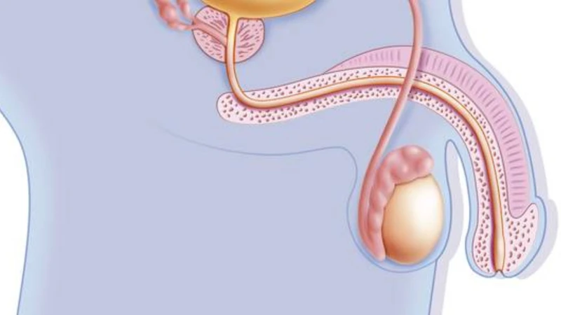 Tinh hoàn chảy xệ ở trẻ em: Hiểu đúng để bảo vệ sức khỏe sinh sản cho trẻ 3