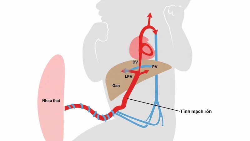 Tĩnh mạch rốn có chức năng vận chuyển máu giàu oxy và chất dinh dưỡng từ nhau thai đến thai nhi