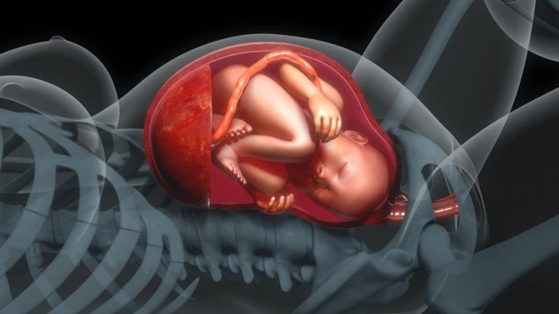 Bất thường ở tĩnh mạch rốn cần được theo dõi, đánh giá bởi bác sĩ chuyên khoa