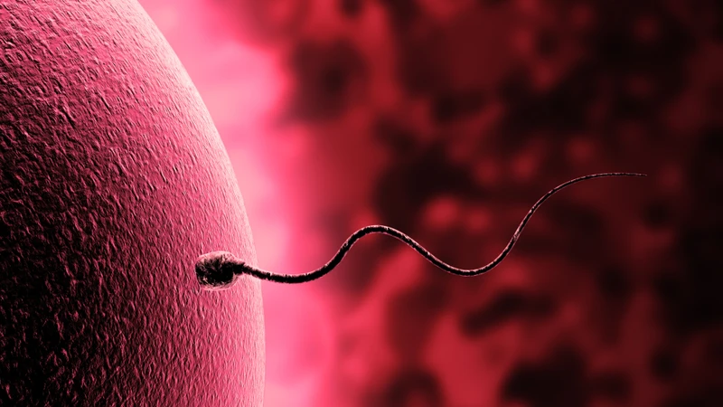 IVF phụ thuộc nhiều yếu tố, trong đó các yếu tố về người vợ chiếm vai trò chủ yếu, kỹ thuật ICSI thường được áp dụng với tinh trùng dị dạng
