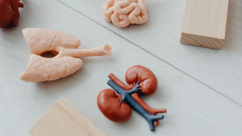 Tổn thương thận cấp có thể ảnh hưởng đến nhiều cơ quan khác