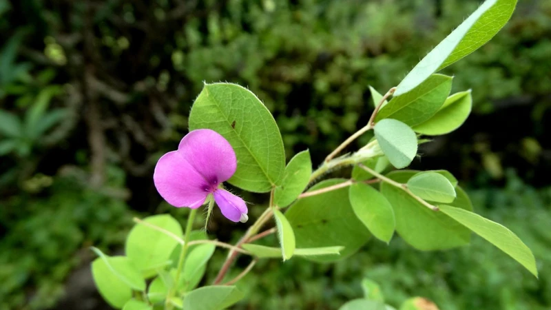 Kim tiền thảo có tên khoa học Desmodium styracifolium (Osbeck) Merrill