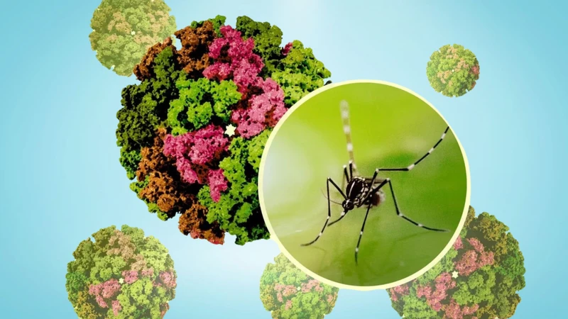 Tổng quan về virus chikungunya? Cách phòng ngừa virus gây bệnh chikungunya như thế nào? 1