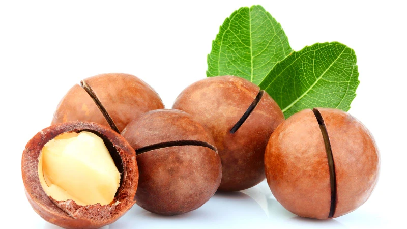 Mắc ca được mệnh danh là nữ hoàng của các loại hạt nhờ hương vị béo ngậy và giá trị dinh dưỡng cao