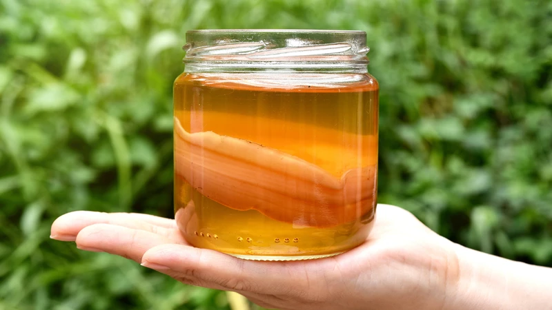 Trà kombucha có cồn không là thắc mắc của nhiều người
