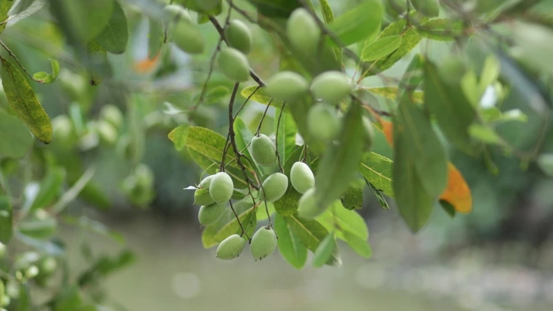 Cây cà na thường mọc dại ven các bờ sông, kênh rạch ở miền Tây
