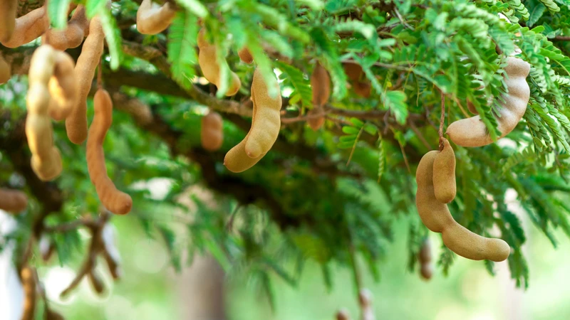 Trái me là nguồn cung cấp vitamin C và chất chống oxy hóa dồi dào