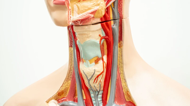 Cơ chế dịch vị đi ngược lên thực quản làm thay đổi môi trường khoang miệng