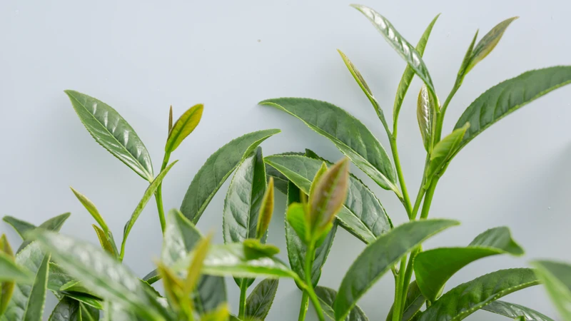 Trẻ bị viêm da cơ địa tắm lá gì là thắc mắc của nhiều phụ huynh