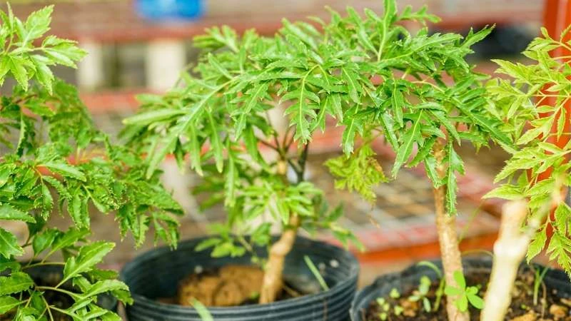 Trẻ sơ sinh có cơ địa nhạy cảm cần tránh tắm lá đinh lăng để hạn chế kích ứng da