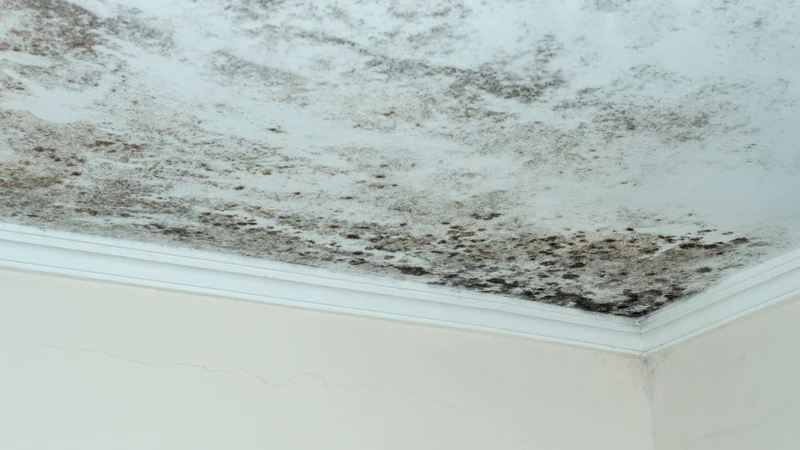 Độ ẩm cao tạo điều kiện cho nhiều mầm bệnh phát triển, ảnh hưởng đến sức khỏe gia đình
