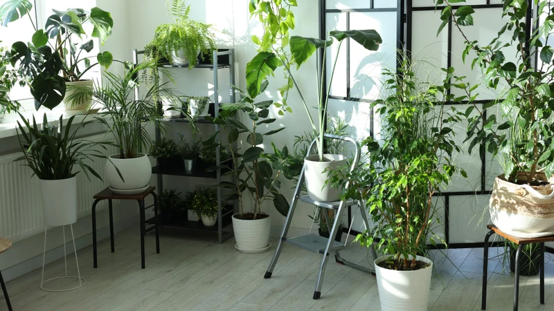 Xác định trồng cây gì đuổi muỗi giúp ban công nhà bạn luôn thơm ngát và sạch muỗi