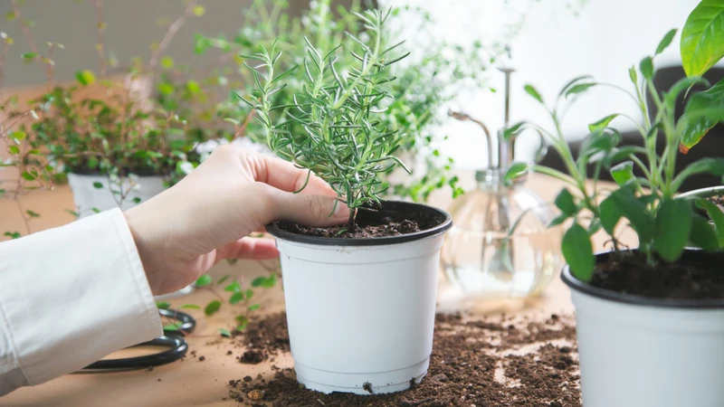 Chăm sóc cây thường xuyên để chúng phát triển tốt và đuổi muỗi hiệu quả