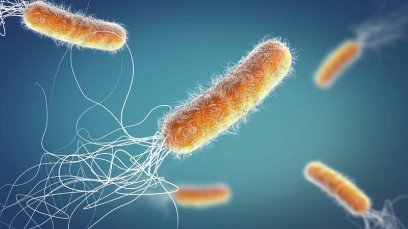 Trực khuẩn mủ xanh Pseudomonas có phải là mối nguy tiềm ẩn trong môi trường sống? 1