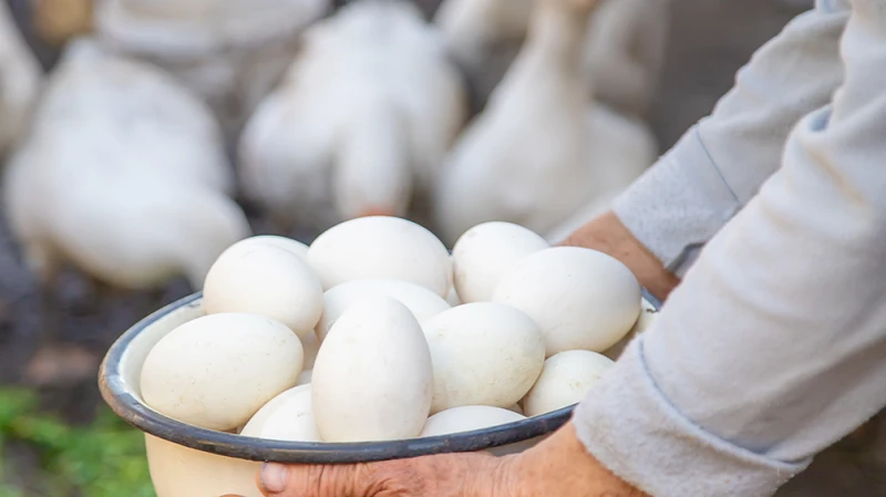 Trứng ngỗng chữa nhiều dưỡng chất cần thiết cho cơ thể