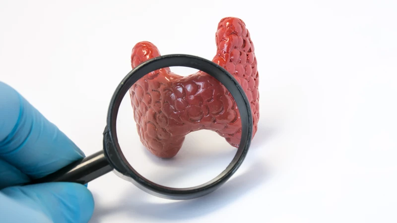 Vai trò của tuyến cận giáp trong việc điều hòa khoáng chất của cơ thể