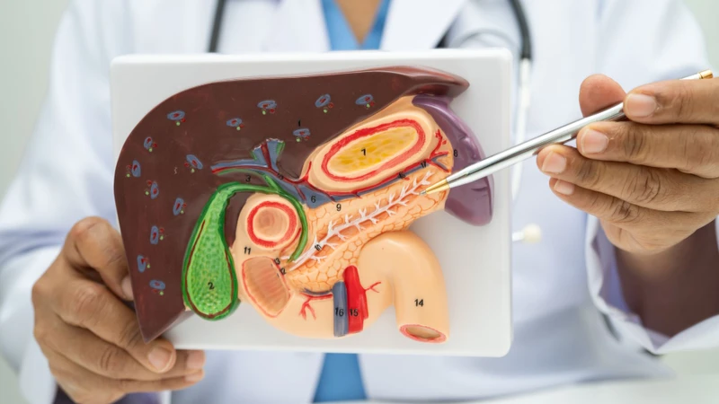 Tuyến tụy là cơ quan đặc biệt trong hệ tiêu hóa giúp tiêu hóa thức ăn