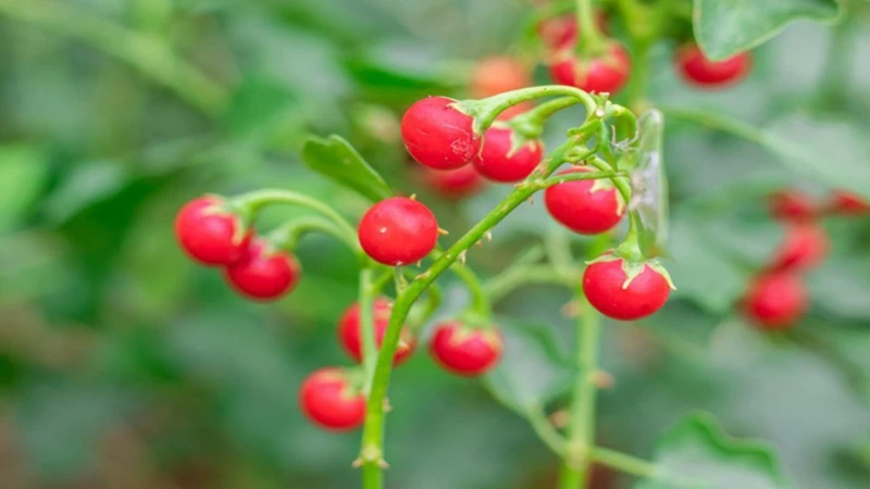 Uống cà gai leo có bị tụt huyết áp không​? Cách phòng ngừa tụt huyết áp 2