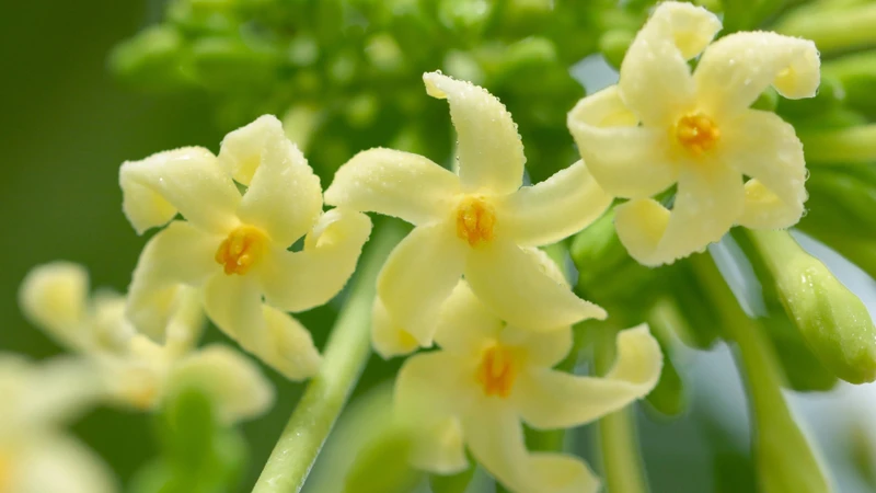 Hoa đu đủ đực được dùng để hỗ trợ làm dịu cổ họng và đường hô hấp