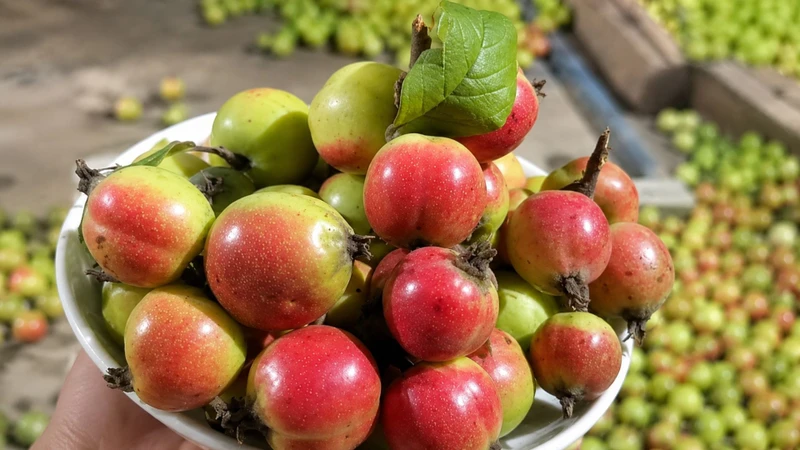 Uống nhiều nước táo mèo có tốt không? Uống nhiều không tốt, chỉ nên dùng vừa phải cho sức khỏe