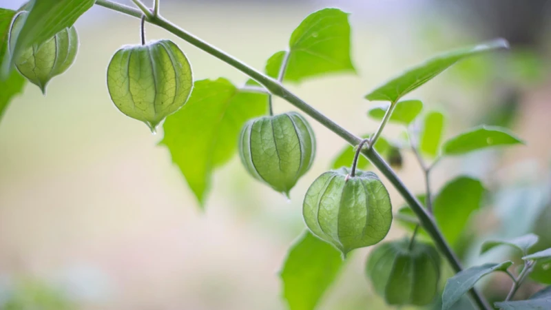Cây thù lù là một loại cây thân thảo mọc hoang dã thuộc họ Cà, chiều cao thường từ 50 - 90 cm