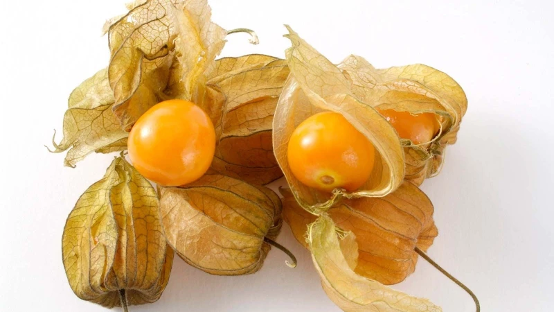Không nên uống nước cây thù lù thay nước lọc mỗi ngày trong thời gian dài