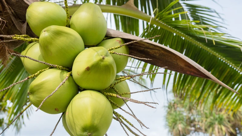 Những lợi ích tác dụng tuyệt vời của nước dừa đối với làn da