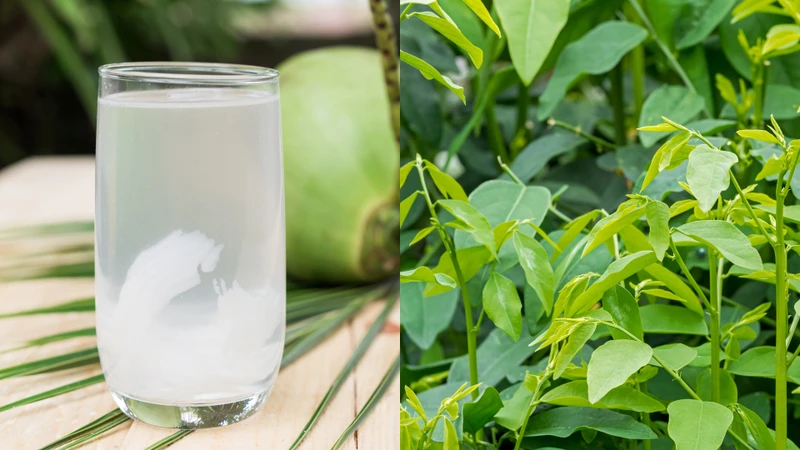 Uống nước dừa với rau ngót có tác dụng gì là thắc mắc của nhiều người khi tìm hiểu về các mẹo ăn uống dân gian