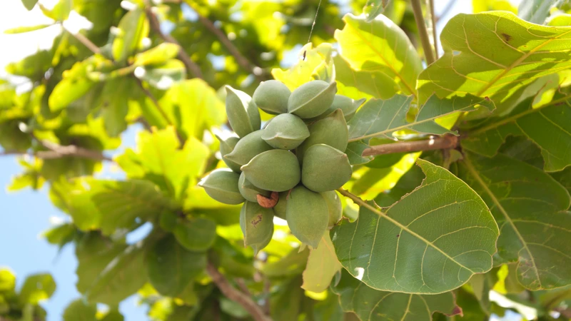 Không chỉ lá, quả, hạt và vỏ cây bàng cũng chứa nhiều dưỡng chất khác nhau