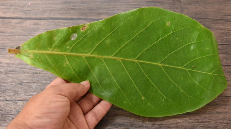 Uống nước lá bàng có tác dụng gì? Đây là thắc mắc của nhiều người