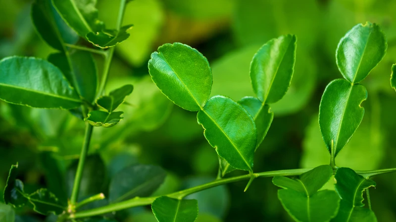 Lá chanh chứa nhiều tinh dầu và hợp chất chống oxy hóa có lợi
