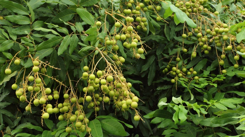 Cần lựa chọn lá nhãn sạch, không phun thuốc trừ sâu