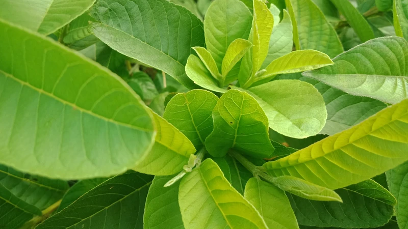 Nên chọn lá ổi còn non, xanh và không sâu bệnh để đem lại hiệu quả tối đa