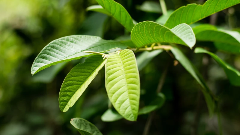 Nước lá ổi là thức uống dân gian quen thuộc với nhiều công dụng tiềm năng
