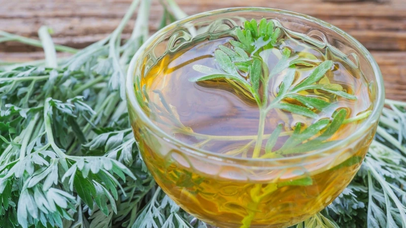 Nước ngải cứu tươi không nên dùng hằng ngày và tối đa 1 - 2 lần/tuần