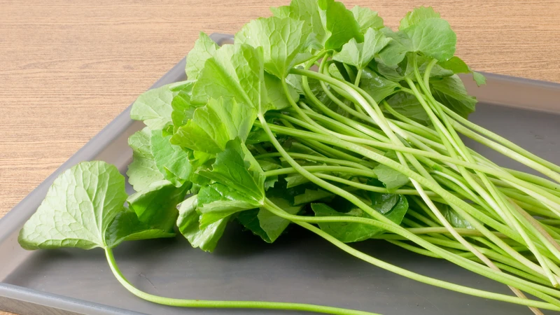 Rau má nên được mua ở nơi uy tín, làm sạch kỹ càng trước khi chế biến và thưởng thức