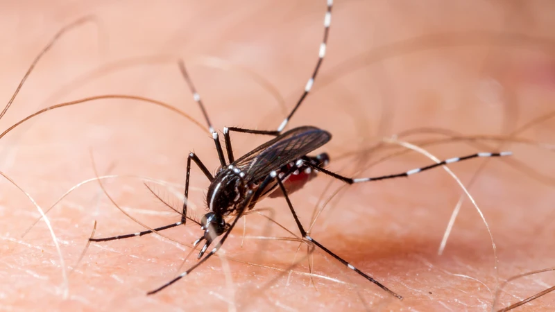 Vắc xin sốt vàng da giúp giảm nguy cơ mắc bệnh sốt vàng do virus