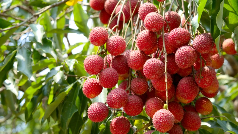 Nên ăn vải chín và vừa phải, đặc biệt với trẻ nhỏ
