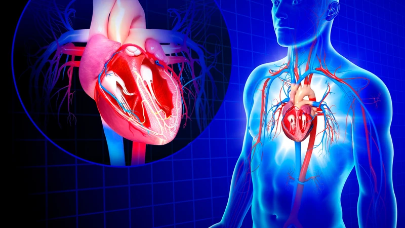 Các van tim đóng mở nhịp nhàng theo hai giai đoạn tâm trương và tâm thu để máu luôn di chuyển một chiều