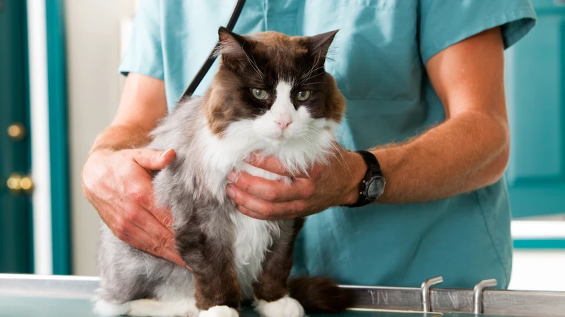 Vi khuẩn Bartonella henselae – Nguyên nhân, triệu chứng và cách phòng ngừa bệnh mèo cào5