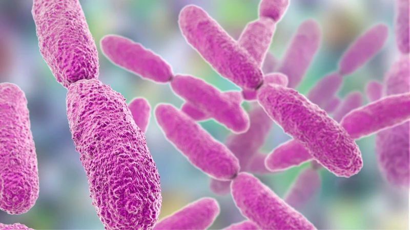 Vi khuẩn Klebsiella pneumoniae có đặc điểm gì và nguy cơ gây bệnh gì? 1