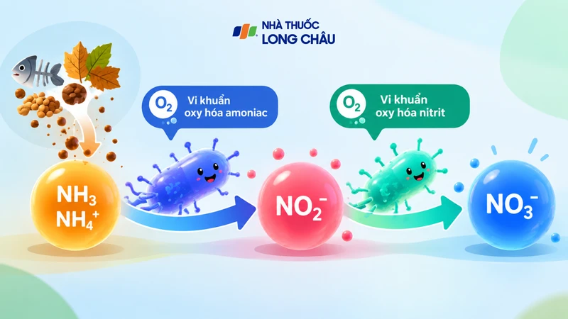 Các hợp chất nitơ được chuyển đổi từ dạng này sang dạng khác