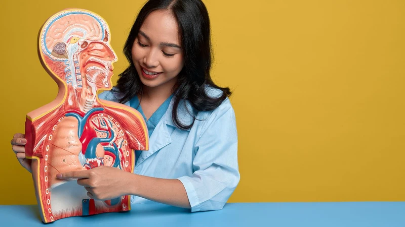 Viêm đường hô hấp trên và dưới: Sự khác biệt và nguyên nhân gây bệnh 1