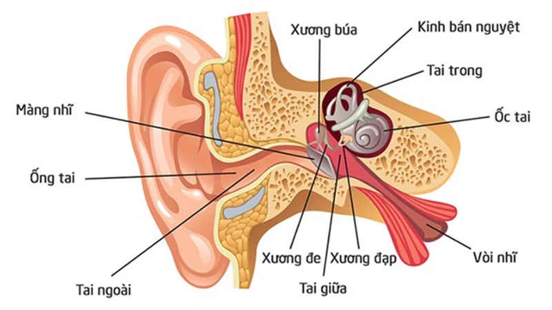 Viêm tai ngoài bao lâu thì khỏi? Bệnh có thể tự khỏi không? 1